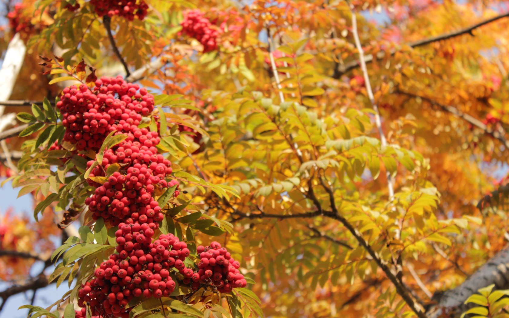 Природа, пейзаж Осень рябина, красная, листья, желтые красивые обои рабочий стол