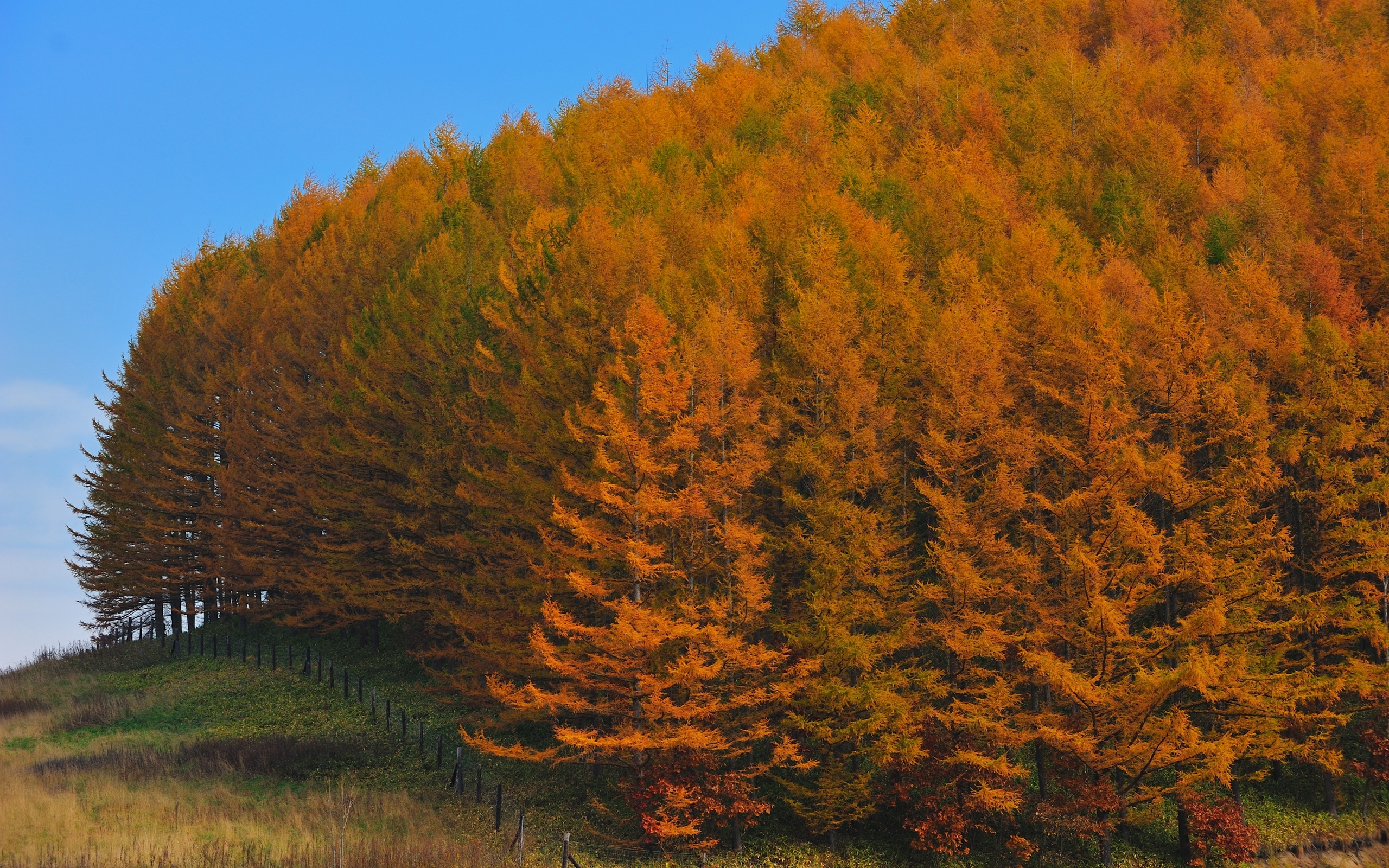 Природа, пейзаж Осень лес, деревья, япония красивые обои рабочий стол