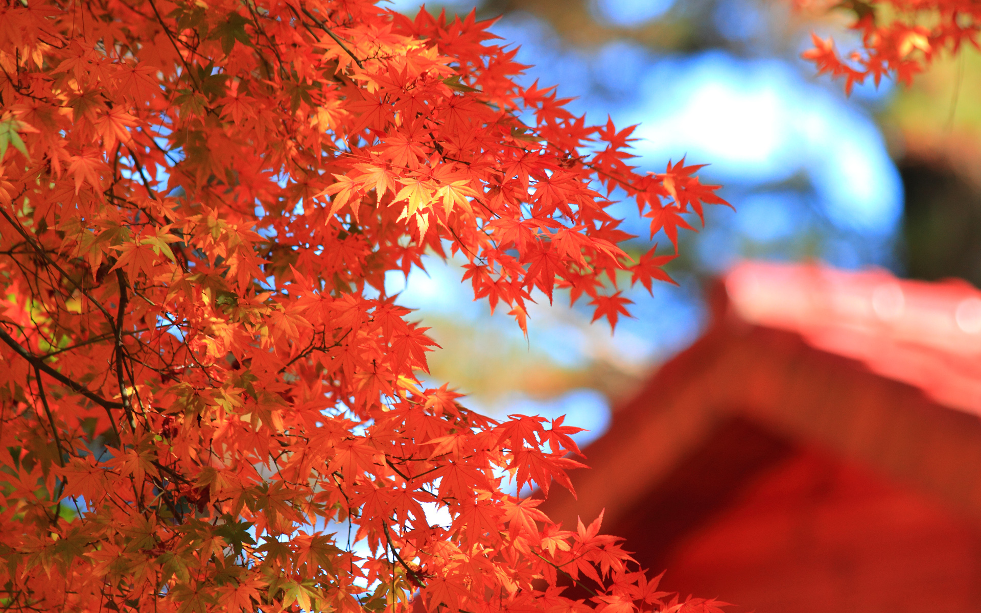 Природа, пейзаж Осень дерево, крона, листья, красные, клен красивые обои рабочий стол