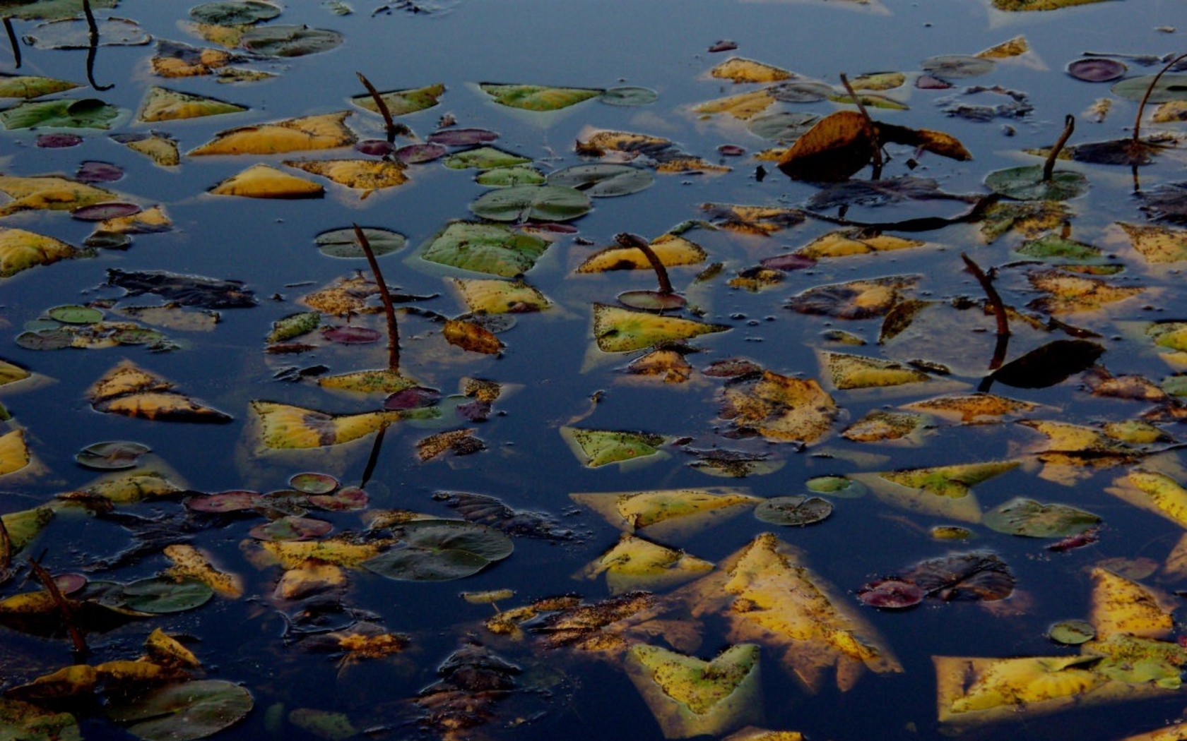 Природа, пейзаж Осень листья, вода, озеро, гладь, утонули красивые обои рабочий стол