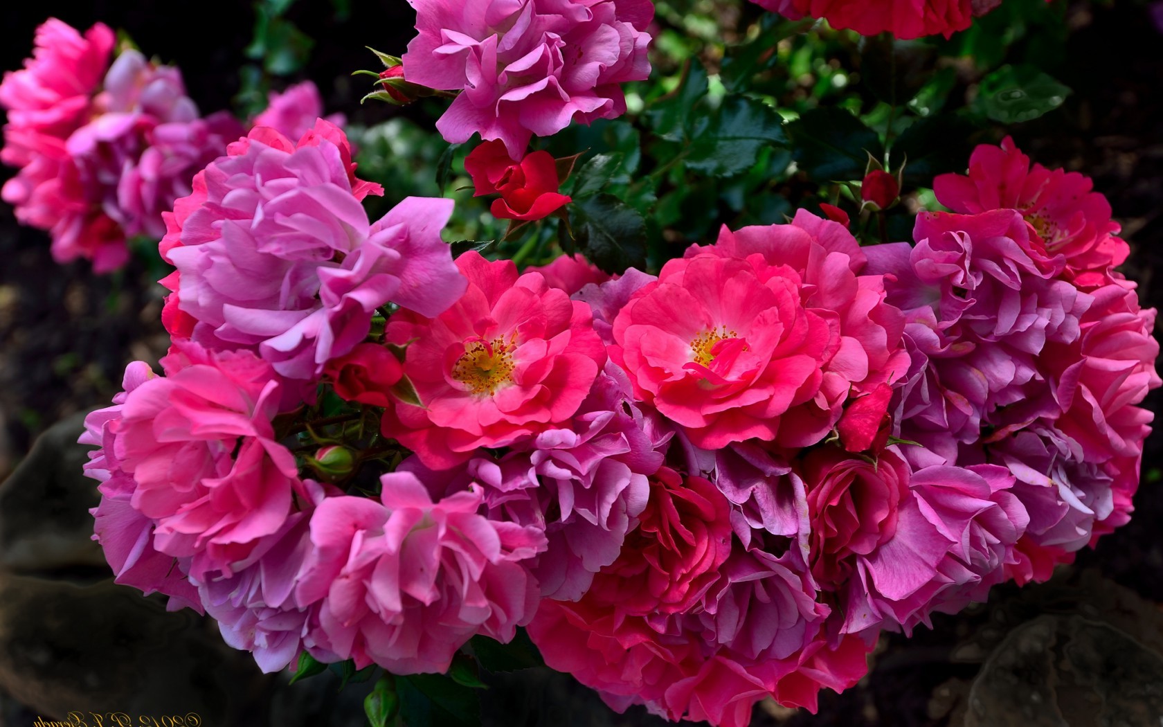 Цветы Розы розы, розовый куст, лепестки картинка, обои рабочий стол
