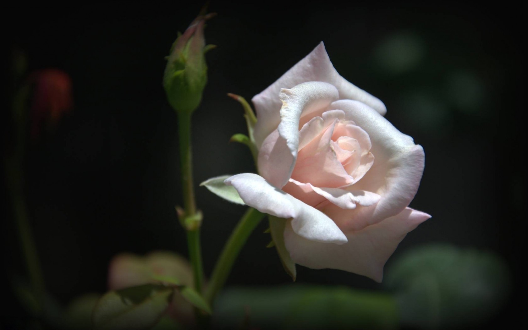 Цветы Розы роза, цветок, макро картинка, обои рабочий стол