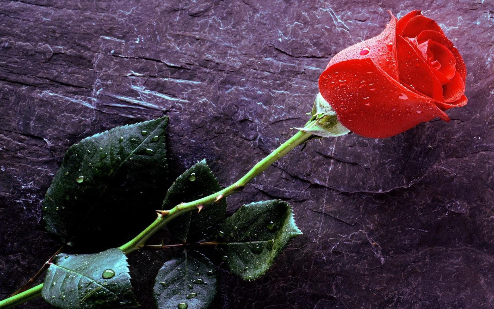 Цветы Розы Стена, роза, бутон, липестки, листья, шипы картинка, обои рабочий стол