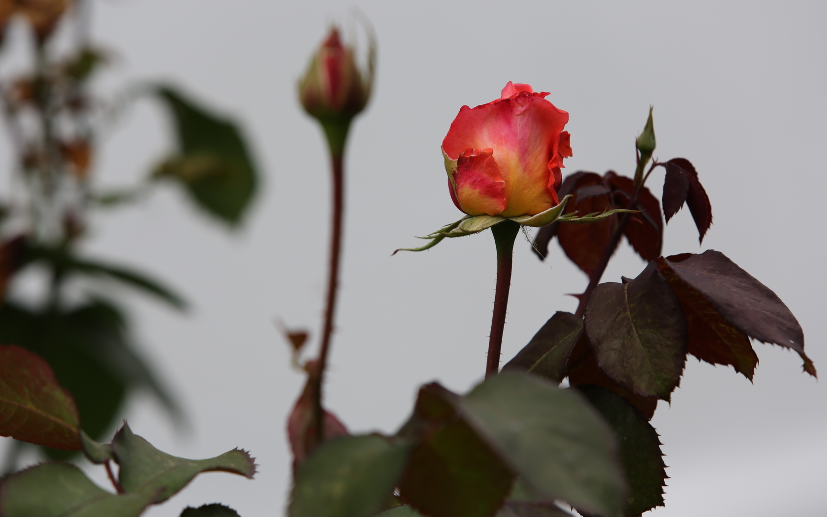 Цветы Розы поздняя, роза, белый, фон картинка, обои рабочий стол
