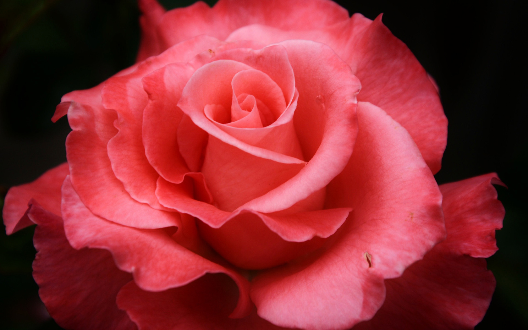 Цветы Розы цветок, роза, розовая, макро, лепестки картинка, обои рабочий стол