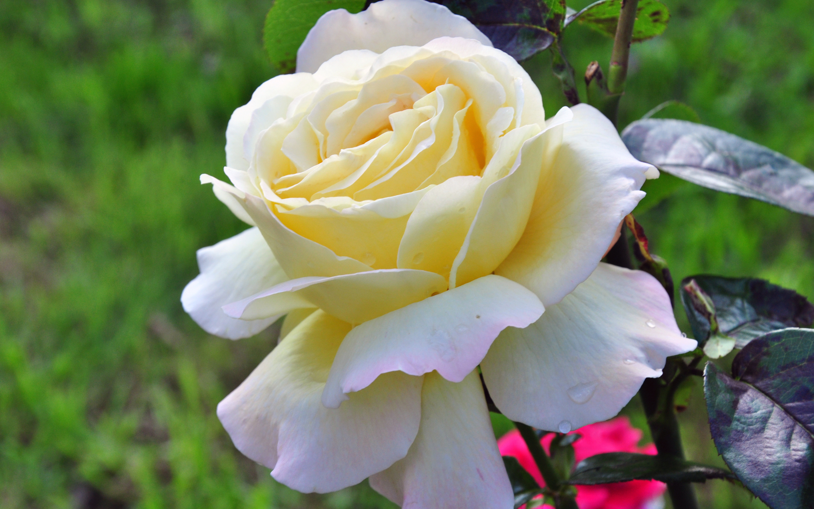 Цветы Розы роза, белая, шипы картинка, обои рабочий стол