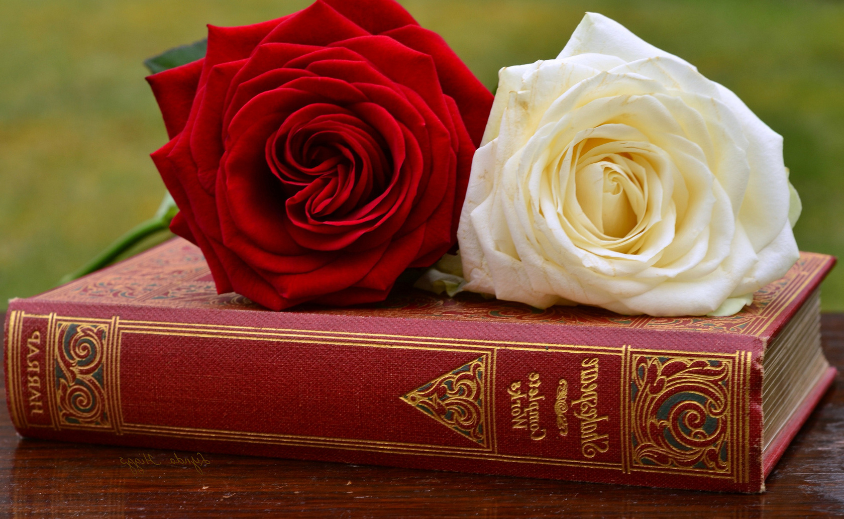 Цветы Розы розы, книга, бутоны картинка, обои рабочий стол