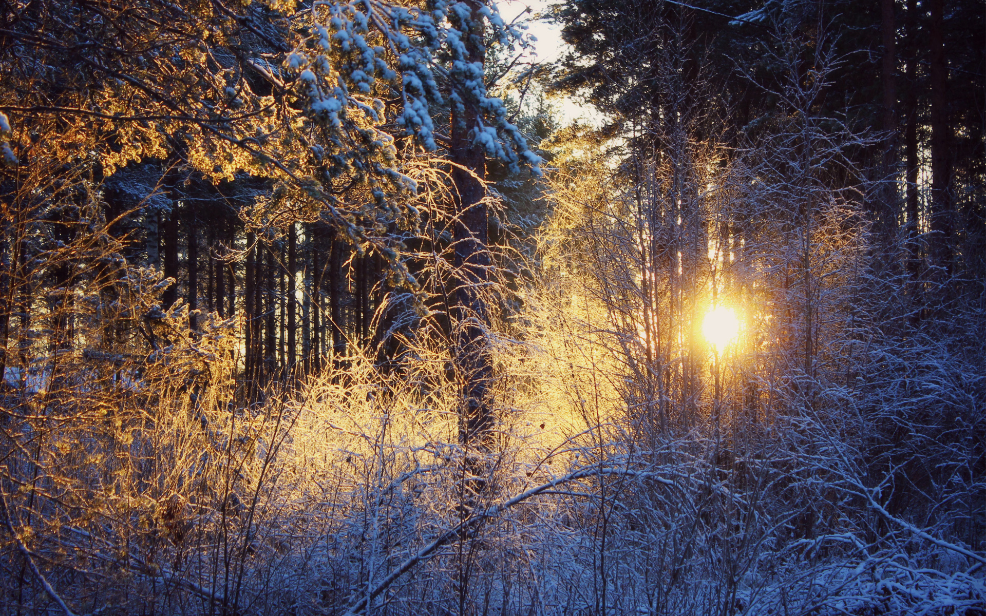Природа, пейзаж Зима лес, солнце красивые обои рабочий стол