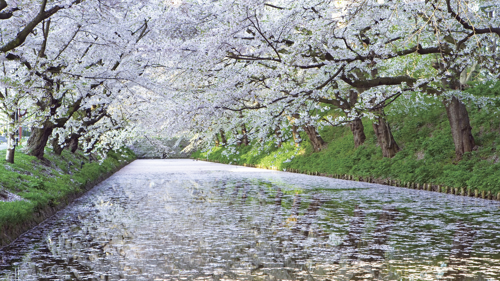 Природа, пейзаж Реки, озера вишня, дерево, река, цветёт, Япония, сакура красивые обои рабочий стол