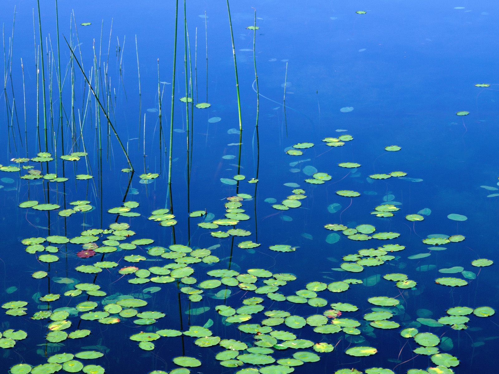 Подводный мир водоросли в озере