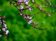 Девушка Цветы flowers, nature, wallpaper 231 обои рабочий стол