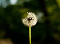 Девушка Цветы flowers, nature, wallpaper 5129 обои рабочий стол