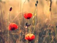 Девушка Цветы flowers, nature, wallpaper 579 обои рабочий стол