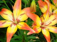 Девушка Цветы flowers, nature, wallpaper 5106 обои рабочий стол