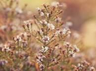 Девушка Цветы flowers, nature, wallpaper 353 обои рабочий стол