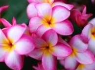 Девушка Цветы flowers, nature, wallpaper 4170 обои рабочий стол