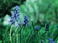 Девушка Цветы flowers, nature, wallpaper 512 обои рабочий стол