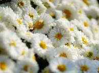 Девушка Цветы flowers, nature, wallpaper 4176 обои рабочий стол