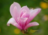 Девушка Цветы flowers, nature, wallpaper 547 обои рабочий стол