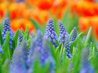 Девушка Цветы flowers, nature, wallpaper 4116 обои рабочий стол