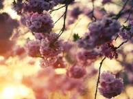 Девушка Цветы flowers, nature, wallpaper 468 обои рабочий стол