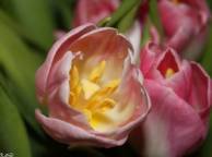 Девушка Цветы flowers, nature, wallpaper 479 обои рабочий стол