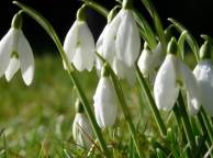 Девушка Цветы flowers, nature, wallpaper 5178 обои рабочий стол