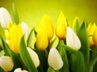 Девушка Цветы flowers, nature, wallpaper 397 обои рабочий стол