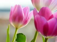 Девушка Цветы flowers, nature, wallpaper 513 обои рабочий стол