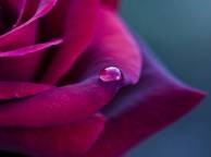 Девушка Цветы flowers, nature, wallpaper 4159 обои рабочий стол