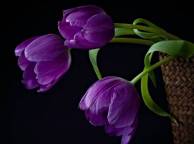 Девушка Цветы flowers, nature, wallpaper 5233 обои рабочий стол