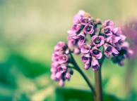 Девушка Цветы flowers, nature, wallpaper 5249 обои рабочий стол