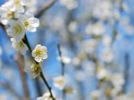 Девушка Цветы flowers, nature, wallpaper 313 обои рабочий стол
