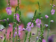 Девушка Цветы flowers, nature, wallpaper 378 обои рабочий стол