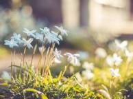 Девушка Цветы flowers, nature, wallpaper 254 обои рабочий стол