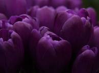 Девушка Цветы flowers, nature, wallpaper 5187 обои рабочий стол