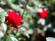 Девушка Цветы flowers, nature, wallpaper 4161 обои рабочий стол
