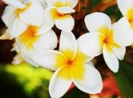Девушка Цветы flowers, nature, wallpaper 3101 обои рабочий стол