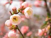 Девушка Цветы flowers, nature, wallpaper 475 обои рабочий стол