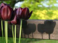 Девушка Цветы flowers, nature, wallpaper 5236 обои рабочий стол