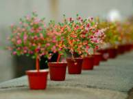 Девушка Цветы flowers, nature, wallpaper 340 обои рабочий стол