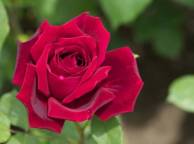 Девушка Цветы flowers, nature, wallpaper 4119 обои рабочий стол
