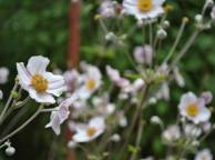 Девушка Цветы flowers, nature, wallpaper 332 обои рабочий стол