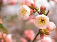 Девушка Цветы flowers, nature, wallpaper 5135 обои рабочий стол