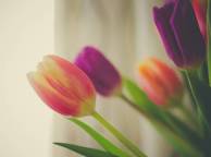 Девушка Цветы flowers, nature, wallpaper 3100 обои рабочий стол