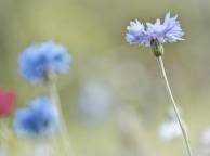 Девушка Цветы flowers, nature, wallpaper 248 обои рабочий стол