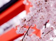 Девушка Цветы flowers, nature, wallpaper 5136 обои рабочий стол