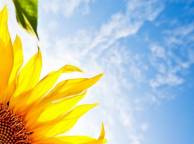 Девушка Цветы flowers, nature, wallpaper 427 обои рабочий стол