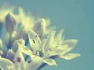 Девушка Цветы flowers, nature, wallpaper 3113 обои рабочий стол