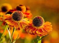 Девушка Цветы flowers, nature, wallpaper 350 обои рабочий стол